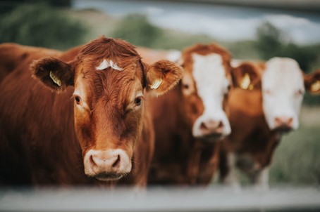 Megelőzhető a tejelő tehén takarmányok aflatoxin-szennyezettsége?