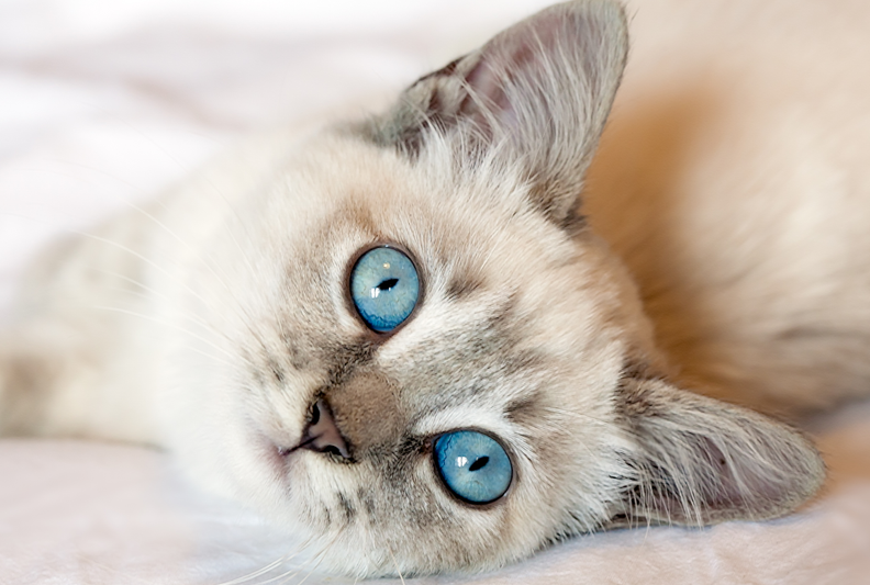 Magyarországon közel 3 millió kóbor macska él az utcán