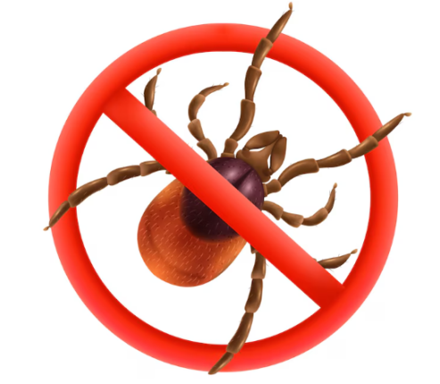 Kullancs kisokos - Ez a 6 legfontosabb dolog, amit tudni kell