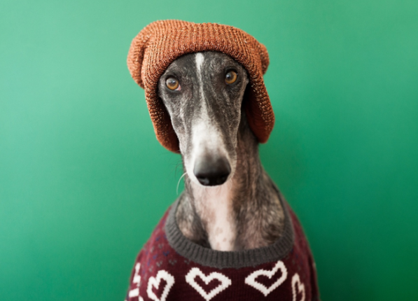 Milyen a tökéletes kutyaruha? Tippek a megfelelő kiválasztásához