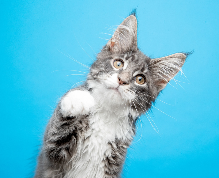 A lakásban élő macska megvéd a negatív energiáktól és az átkoktól