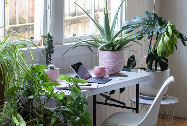 Szobanövény-gondozási kisokos: 10 hasznos tanács a szép és egészséges növényekért